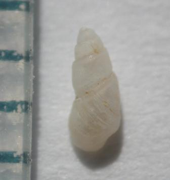 Odostomia ?